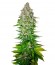 Jack 47 F1 Fast Version fem (Sweet Seeds) семена конопли