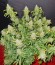 Blue Dream auto fem (FastBuds Seeds) семена конопли