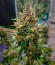Frostbanger Auto F4 fem (FastBuds) семена конопли
