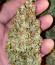 Original Auto Skunk fem (FastBuds) семена конопли