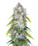 Papaya Cookies Auto fem (FastBuds) семена конопли