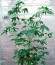 White Rhino fem (Nirvana Seeds) семена конопли