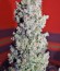 Speed Devil #2 Auto fem (Sweet Seeds) семена конопли