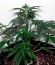 Auto Night Queen fem (Dutch Passion) семена конопли