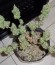 C99 fem (Female Seeds) семена конопли