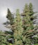 Auto Gagarin Haze fem каннабис