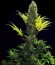 ICE fem (Female Seeds) семена конопли