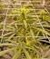 Kilimanjaro fem (World of Seeds) семена конопли