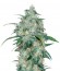 Wild Thailand fem (World of Seeds) семена конопли