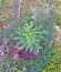 Indigo Berry Kush fem (Sweet Seeds) семена конопли