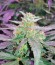 Семена марихуаны King’s Kush Auto