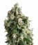 Lennon fem (Pyramid Seeds) семена конопли