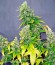 White Rhino fem (Nirvana Seeds) семена конопли