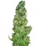 Mango Haze fem семена конопли