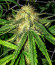 Glue Kripple fem (Dr. Krippling Seeds) семена конопли