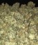 Kali & the Chocolate Factory fem (KFC Seeds) семена конопли