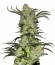 King’s Kush fem семена конопли