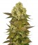 Sour Blueberry reg (Humboldt Seeds) семена конопли