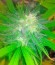 Colombian Gold fem (World of Seeds) семена конопли