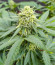 I'm Alive fem (AlphaFem Seeds) семена конопли