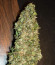 Auto Super Hash fem (Pyramid Seeds) семена конопли