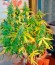 Auto Blueberry fem (Dutch Passion) семена конопли