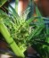 Delhi Friend fem (Dr. Krippling Seeds) семена конопли