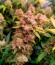 Jelly Donutz Auto fem (Humboldt Seed Company) семена конопли