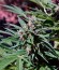 Pandora Auto fem (Paradise Seeds) семена конопли