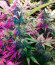 Cookies Haze fem (Kannabia) семена конопли
