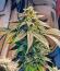 La Calma Autoflower fem (Easy Grow Seeds) семена конопли