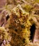 Grapefruit auto fem (FastBuds) семена конопли