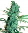 Niagara Auto fem (Doctor’s Choice) семена конопли