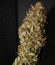 Original Auto Cheese fem FastBuds семена конопли