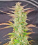 Z-Up Auto fem (FastBuds) семена конопли