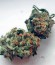 Blue Mystic fem (Royal Queen Seeds) семена конопли