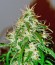 Mango Haze fem семена конопли