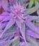 Семена каннабиса Tangerine Dream Auto 
