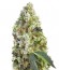 Indigo Berry Kush fem (Sweet Seeds) семена конопли