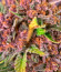 Diablo Rojo XL Auto fem (Sweet Seeds) семена конопли