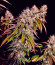 Gorilla Melon fem (FastBuds) семена конопли