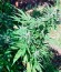 Pandora Auto fem (Paradise Seeds) семена конопли