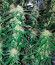 Monster Gelato Auto (Monster Genetics) семена конопли