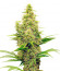 Monster Pebbles (Monster Genetics) семена конопли