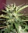 Buddha White Dwarf auto fem семена конопли