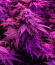 Gummy Skunk Fast Version fem (Easy Grow Seeds) семена конопли