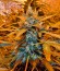 Auto American Pie fem (Pyramid Seeds) семена конопли
