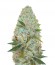 Auto Amnesia Haze fem (Victory Seeds) семена конопли
