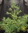 Original Auto Cheese fem FastBuds семена конопли