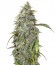 ICE fem (Female Seeds) семена конопли